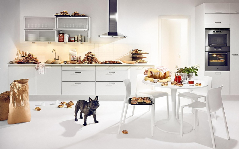 2K, bull dog, trouble, mischief, kitchen, 3d and abstract