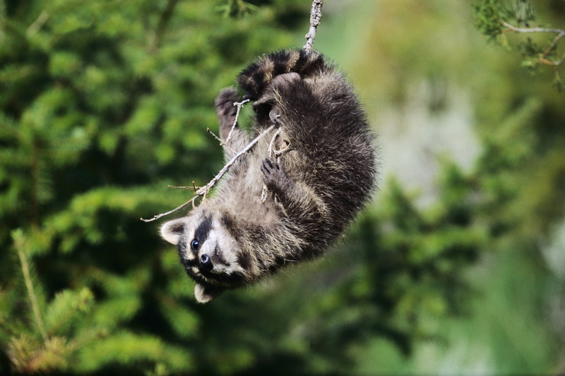 4K, look, mischief, hangs, playfulness, branch, Raccoon, swings