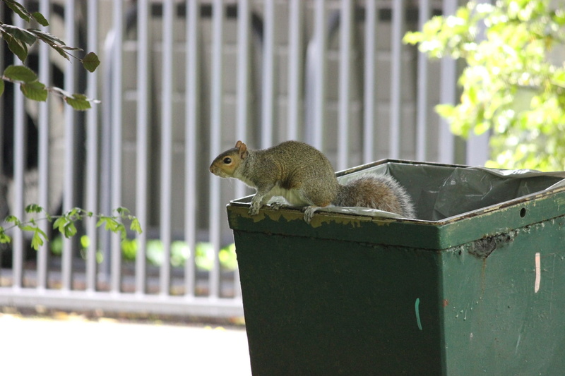 plant, Trash, animal wildlife, barrier, 1080P, rodent, Squirrel, fence, Mammal, creature, one animal, focus on foreground, pest, day, animals in the wild