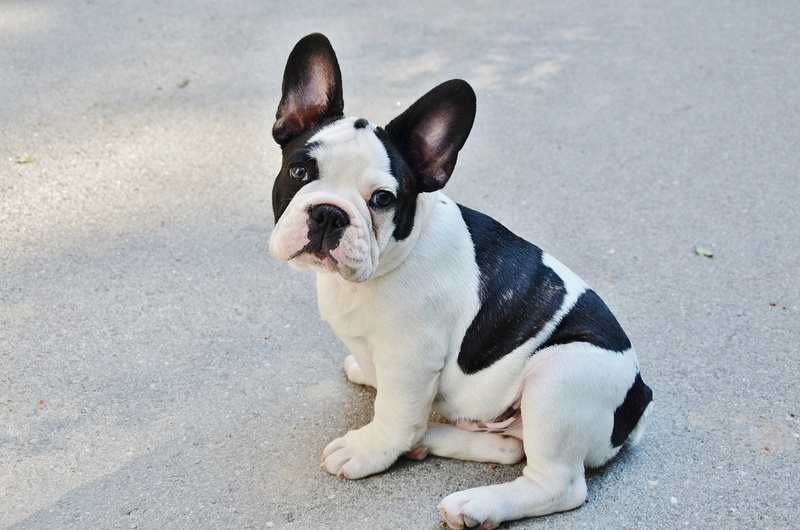 portrait, pets, bulldog, no people, vertebrate, looking, dog, mischief, canine, puff, boston, small, domestic animals, 4K, animals, mammal, photo, street