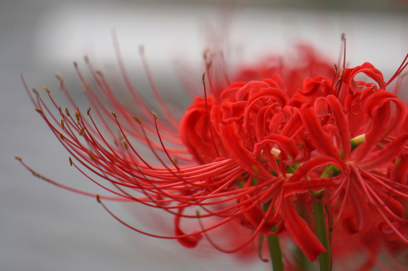 photo, lily, spider, red, focus, 4K, selective