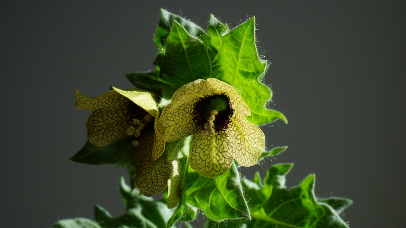 black background, fruit, studio shot, mental health, freshness, wellbeing, medicine, hyoscyamus niger, focus on foreground, close-up, growth, outdoors
