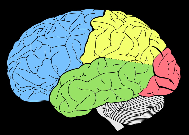 1080P, blue, activity, creativity, graphic, science, architecture, green color, nature, hand, indoors, pattern, thinking, brain, human body part, representation
