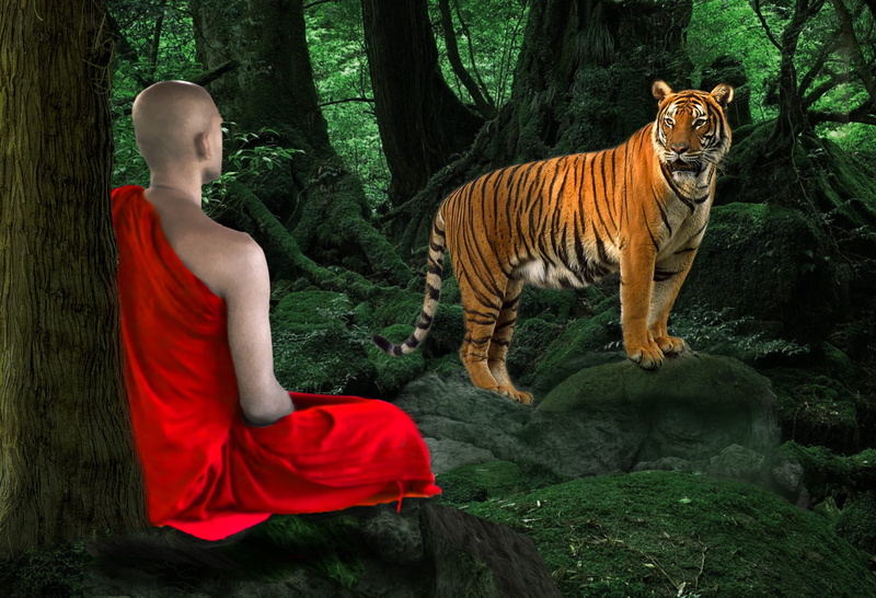 full length, single, green, bhikku, woods, big cat, tree, mahamevnawa, one animal, tiger, bhikkhu, 1080P, fear, cat, mammal, monk, lion, outdoors, animal