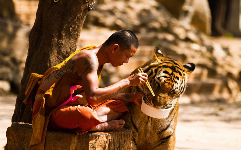 love, tiger, monk, men, 1080P, s, kasaya