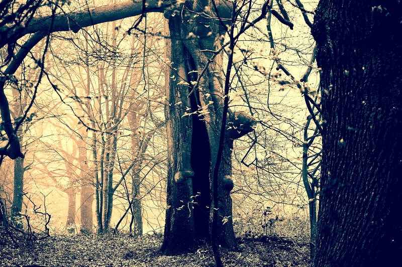 shadow, branch, field, landscape, human, mourning, night, emotions, mystical, tree trunk, daytime, blank, beauty in nature, gespenstig, despair, tranquil scene