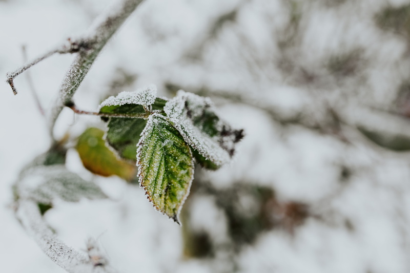 trees, leaves, plant part, close, macro, winter, weather, 5K, tree, branch, fir tree, coniferous tree, white, backgrounds, frost, pine, season, pine tree