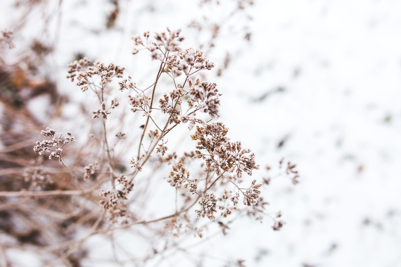 plant, ups, closeup, close-up, growth, snowing, pine, cold temperature, frost, flower, fragility, branch, beauty In Nature, snowy, outdoors, close, springtime