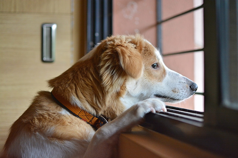 window, looking, canine, one animal, domestic animals, 2K, dog, animal head, side view, mammal, loneliness, profile view, vertebrate, eyes, brown, waiting