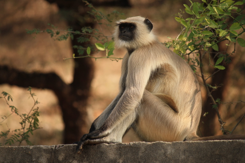 zoo, macaque, concrete, close-up, portrait, near, tree, one animal, sit, safari, outdoors, park, no people, fur, 4K, leaf, field, full length, little