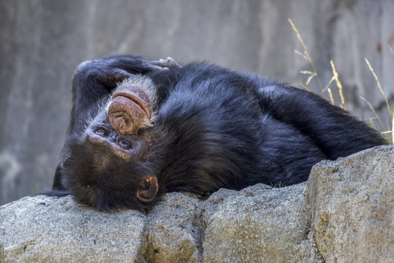 wild, Monkey, rock - object, relaxation, habitat, mammal, Ape, vertebrate, day, primate, Chimpanzee, funny, animal wildlife, outdoors, expression, 5K