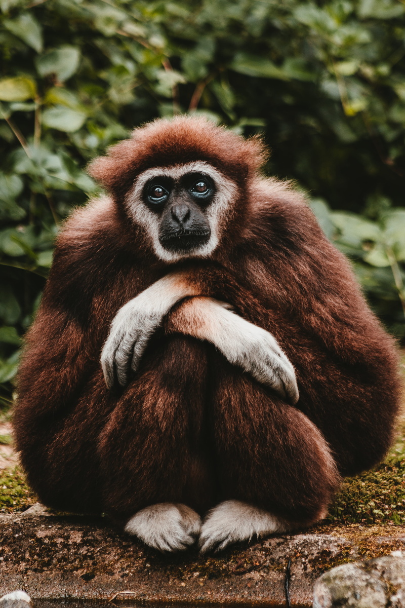 monkey, day, brown, red, outdoors, no people, nature, animals in the wild, primate, fur, mammal, folded, eye, photo, one animal, expression, looking at camera