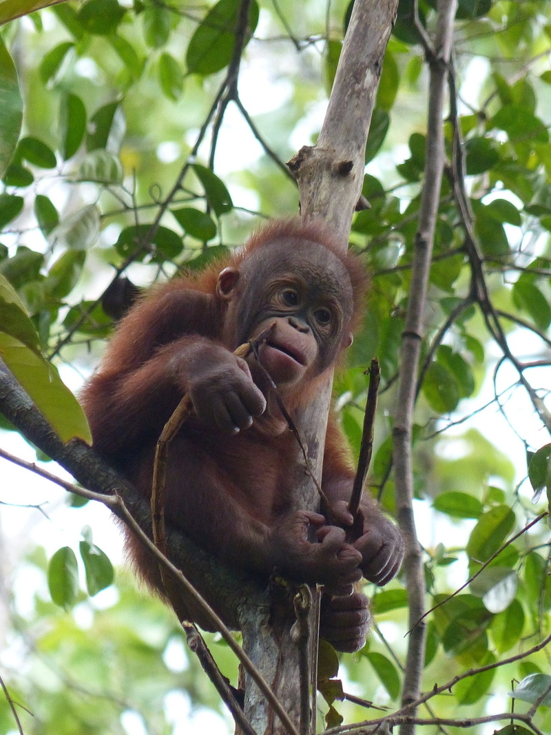 day, forest, looking, animal themes, Baby, Tree, cute, primate, one animal, Sitting, monkey, wildlife, 1080P, vertebrate, ape, hanging, animal wildlife