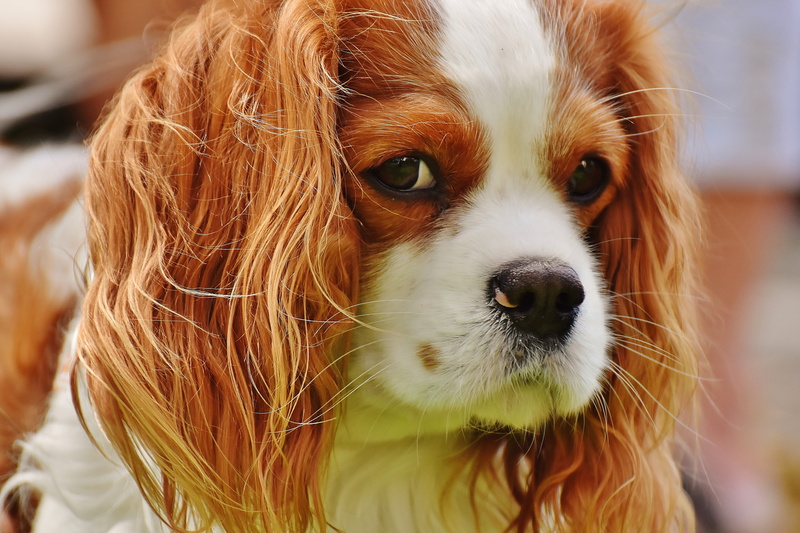 snout, cavalier, closeup, lap dog, animal nose, no people, animal eye, domestic animals, king, domestic, brown, close-up, 5K, animal body part, vertebrate