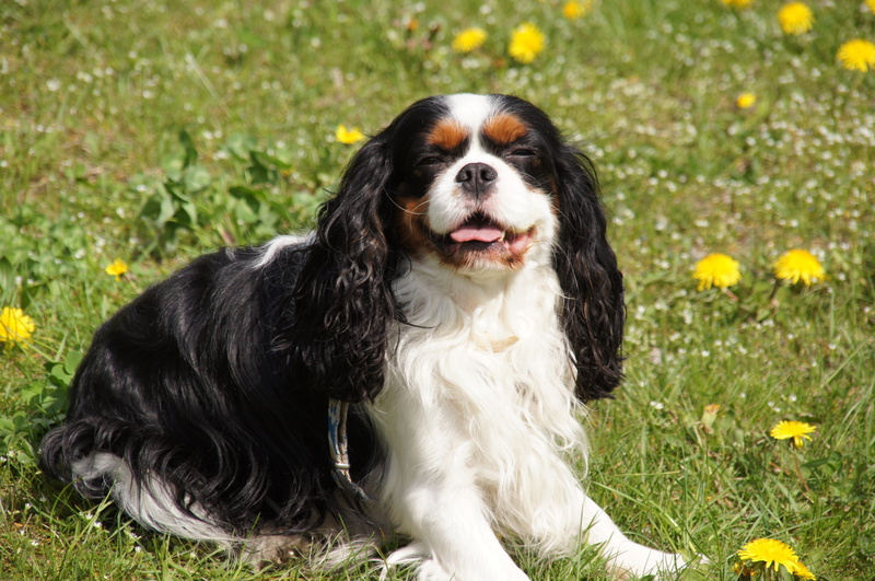 Spaniel, outdoors, charles, small, nature, cavalier, pets, Cavalier, the dog cavalier king charles spaniel, adult, no people, vertebrate, domestic animals