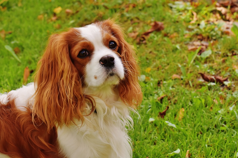 white, 5K, focus on foreground, fur, pet, spaniel, day, no people, small, plant, nature, walking, vertebrate, land, animal, brown, purebred dog, green