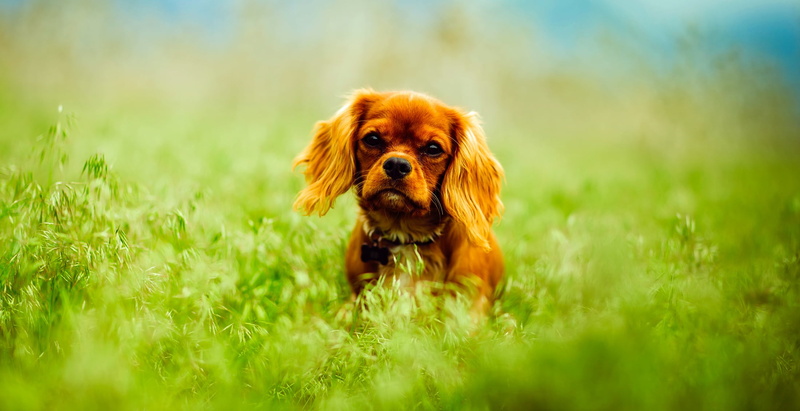 portrait, purebred dog, landscape, cavalier, mammal, cavalier king charles spaniel, animal themes, plants, adorable, country, selective focus, cute, outdoors