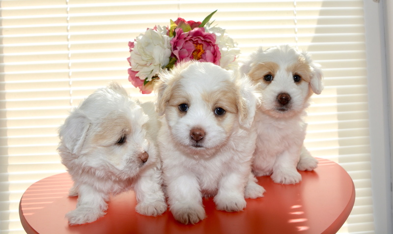 white fur, canine, white, stool, animals And Pets, 4K, purebred Dog, animal, dogs, domestic Animals, indoors, Dog, flowering plant, mammal, short, animal themes