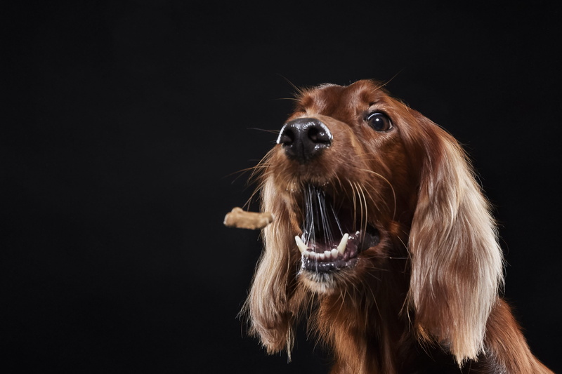 aggression, spaniel, mammal, looking, domestic, teeth, close-up, snarling, animal head, canine, animal body part, adorable, animal mouth, little, mouth open