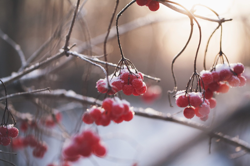 beauty In Nature, frozen, raspberries, plant, branch, healthy eating, snow, autumn, food and drink, food, rowanberry, no people, round, cherry, nature