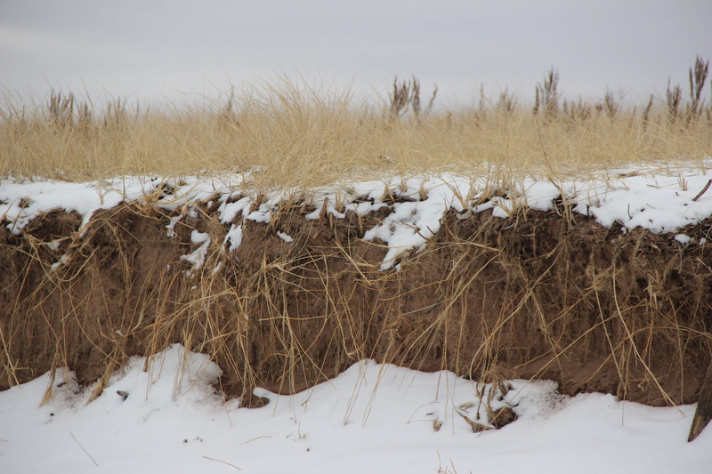covering, winter, cold temperature, shoreline, beige, tranquil scene, bird, field, non-urban scene, minnesota, great lakes, nature, grass, dunes, pastels