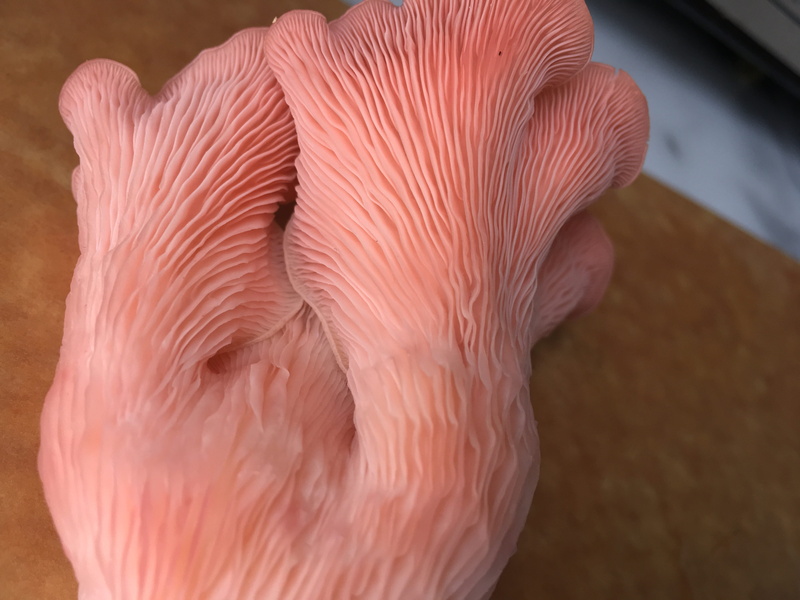 oyster, nature, no people, day, close-up, animal, animal themes, pink color, flamingo, indoors, carbon sequestration, fungus, vertebrate, tropical mushroom