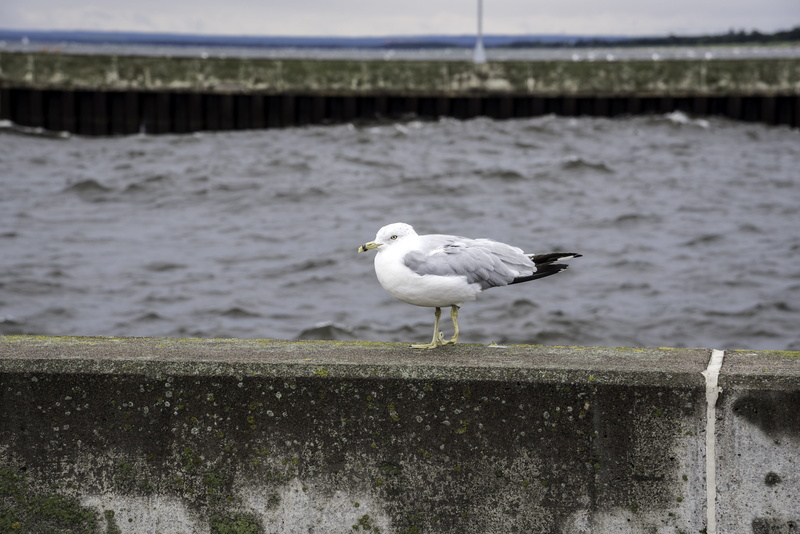wildlife, United States, lake superior, Duluth, sea bird, duluth, Minnesota, nature, outdoors, no people, one animal, wall, focus on foreground, minnesota