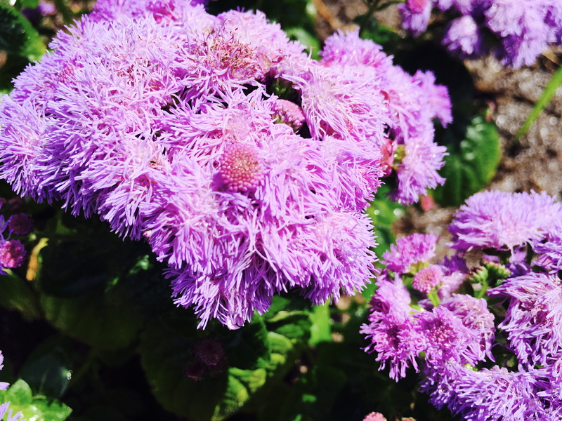 outdoors, rain, fragility, beauty in nature, 4K, no people, flowers, wet, sun, plant, garden, flowering plant, united states, sunlight, freshness, lilac