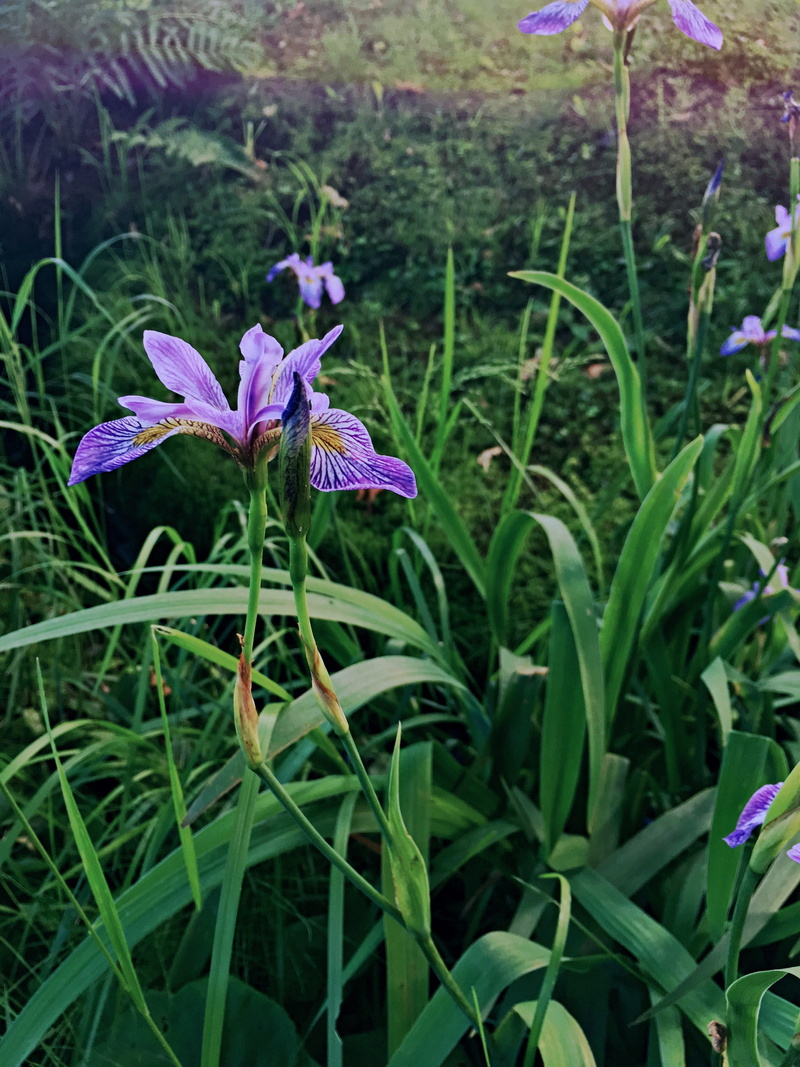 nature, green, iris, vulnerability, day, close-up, iris - plant, outdoors, fragility, beauty in nature, plant part, plants, green color, duluth, blade of grass