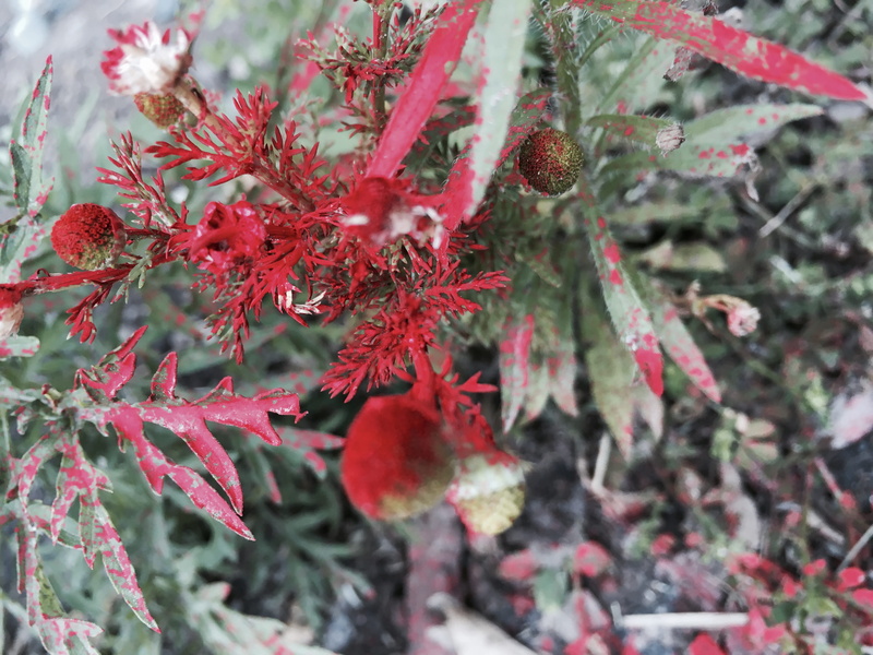 no people, focus on foreground, paint, tree, growth, plant, tranquility, freshness, change, red, united states, beauty in nature, leaves, flowers, 4K