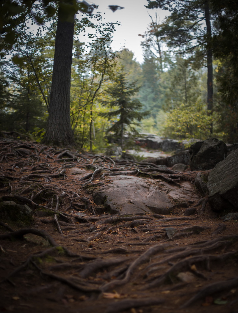 bark, nature, wood - material, falling, united states, duluth, 4K, woodland, tranquility, non-urban scene, land, day, forest, trunk, tranquil scene, wood