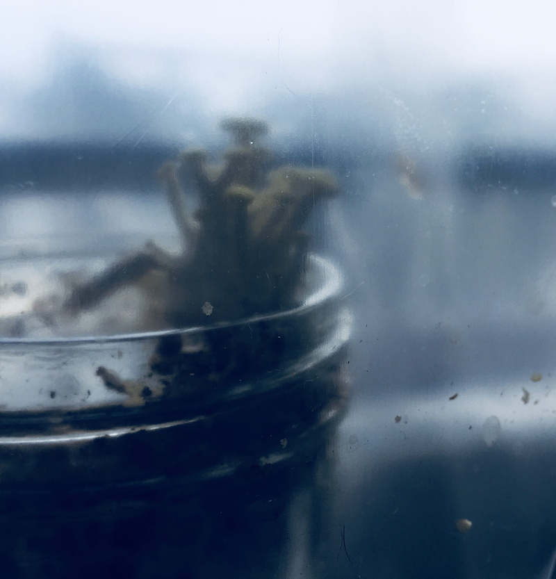 food and drink, window, glass, greenhouse, day, glass - material, water, close-up, focus on foreground, indoors, household equipment, no people, duluth