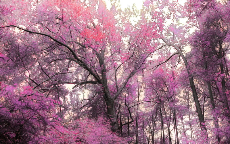 nature and landscapes, magnificent, pink, mist, 1080P, leaves, forest