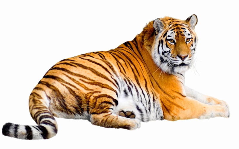 siberian, stripes, animals, tiger, sunerian, powerful, magnificent, 1080P