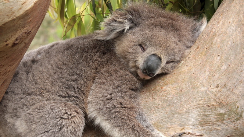 marsupial, living Organism, outdoors, young Animal, eucalyptus Tree, australia, animals In The Wild, animal wildlife, relaxation, outback, koala, zoo, plant