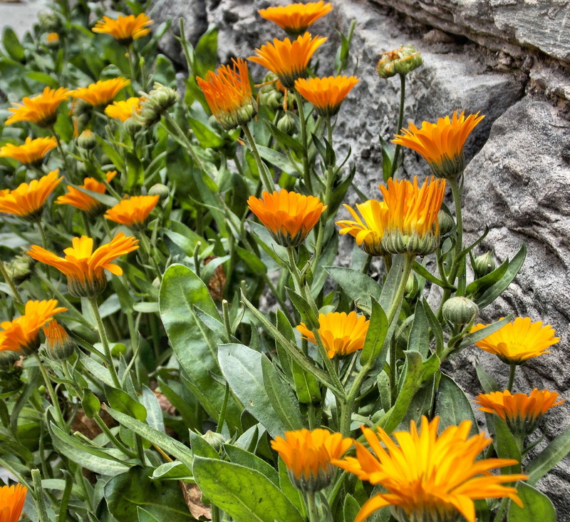 nature, autumn leaves, botany, plant, 2K, india, green color, vulnerability, freshness, beauty in nature, leaf, flower head, flowerbed, gazania, no people