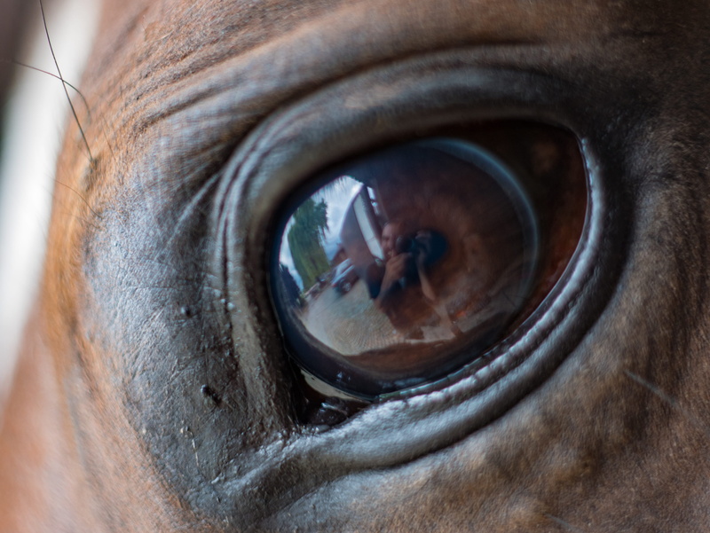 photographer, photographing, animal, reflection, horsing, iris - eye, human eye, sensory perception, eye, camera - photographic equipment, belgium, human body part