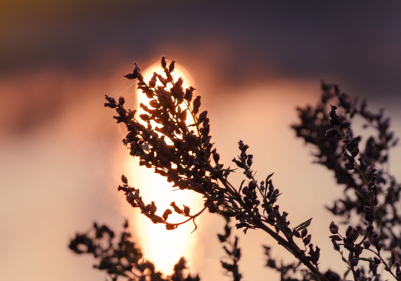 fragility, wild plant, sky, no people, dry grass, silhouette, plant, nature, flower head, evening time, 4K, heat, water, tree, beauty in nature, outdoors