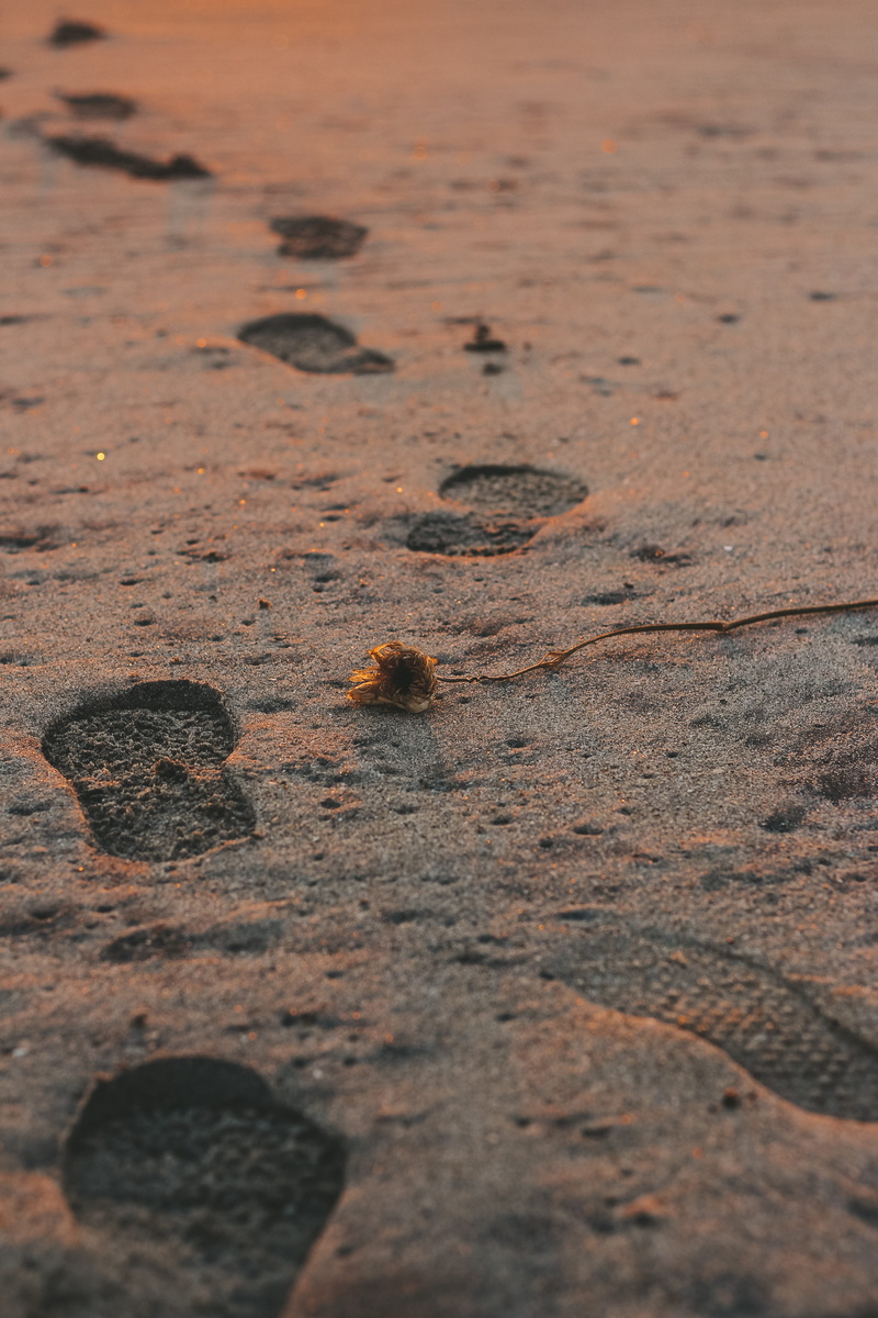 still photography, close-up, sand, footprint, animal, footprints, sunset, high angle view, last light, selective focus, poetic, textured, land, daytime