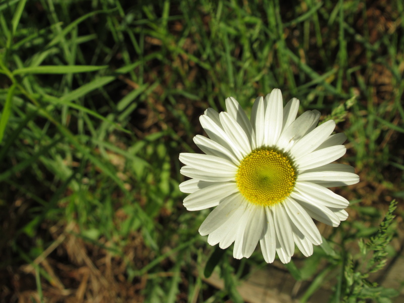 pollen, garden, white, white color, land, flowering plant, no people, meadows, photo, daisies, blossom, petal, flower head, poetic, green color, spring
