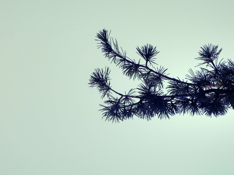 close-up, green color, growth, tranquility, sad, nature, no people, low angle view, colored background, tree, clear sky, black and white, sky, plant, coniferous tree
