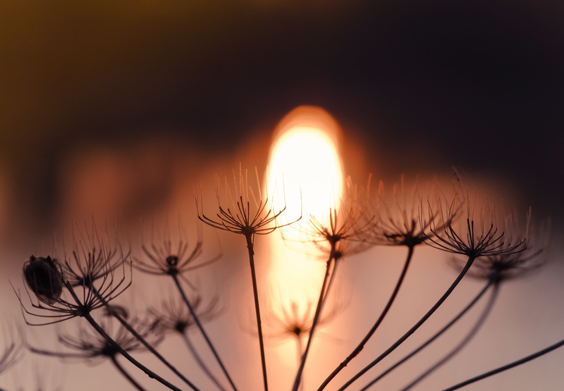 plant, evening time, fragility, nature, dry plant, growth, dry grass, freshness, focus on foreground, beauty in nature, close-up, heat, water, back lit