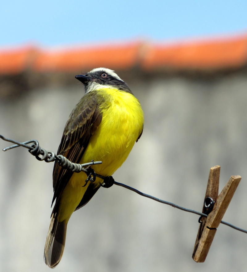 outdoors, Te, animal, perching, animal themes, sky, metal, no people, one animal, wire, focus on foreground, vertebrate, animals in the wild, 2K, day