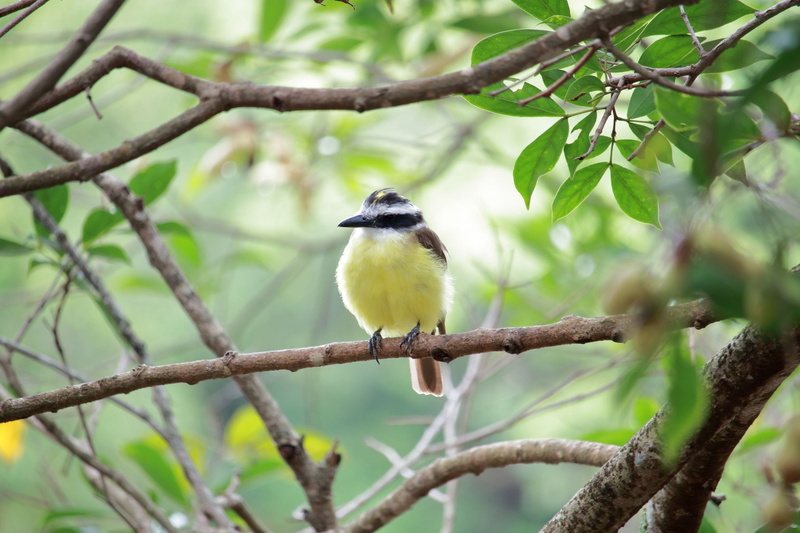 yellow, vertebrate, fuzz, branch, day, plant, bem-te-vi, tree, 2K, low angle view, animal themes, plant part, brazil, beauty in nature, animal wildlife