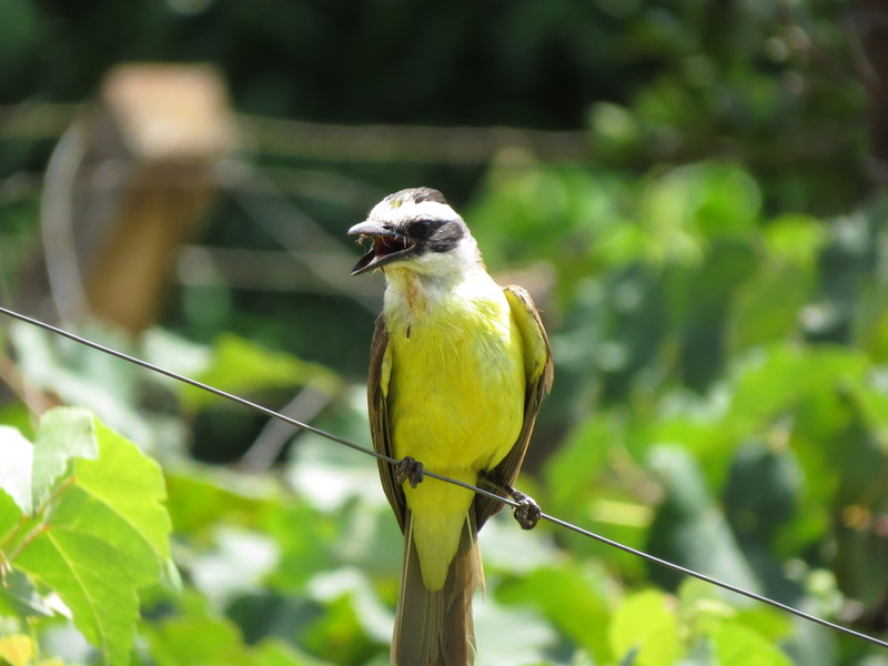 green color, yellow, environment, bem-te-vi, campestre, one animal, plant, no people, paige, bird, vertebrate, plant part, sky, beak, animals in the wild