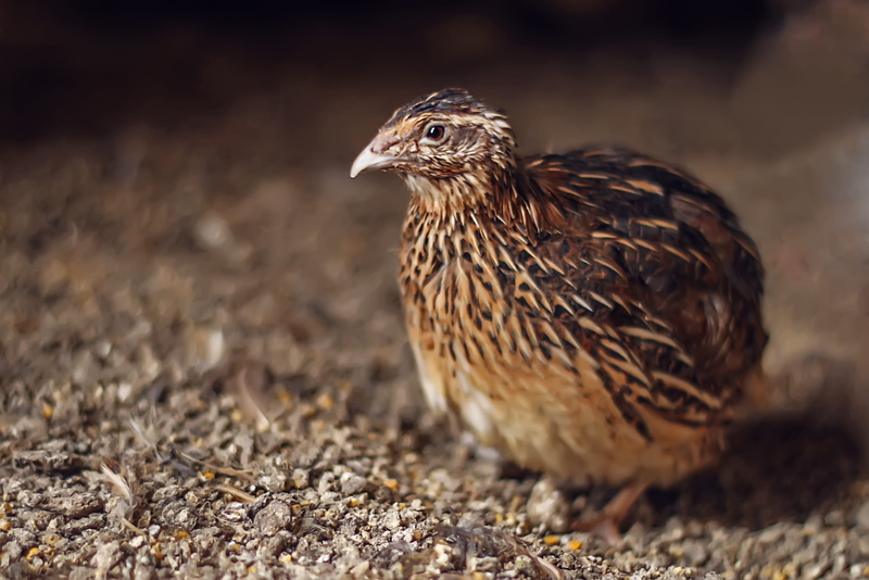 quail, focus on foreground, outdoors, karachi, young bird, young animal, beak, photography, wild, wildlife, farming, animal, one animal, animal themes