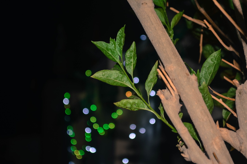lights, pakistan, growth, dew, karachi, tree, plant, beauty in nature, 5K, raindrop, nature, focus on foreground, wet, drop, still, bokeh, night, shoots.shots