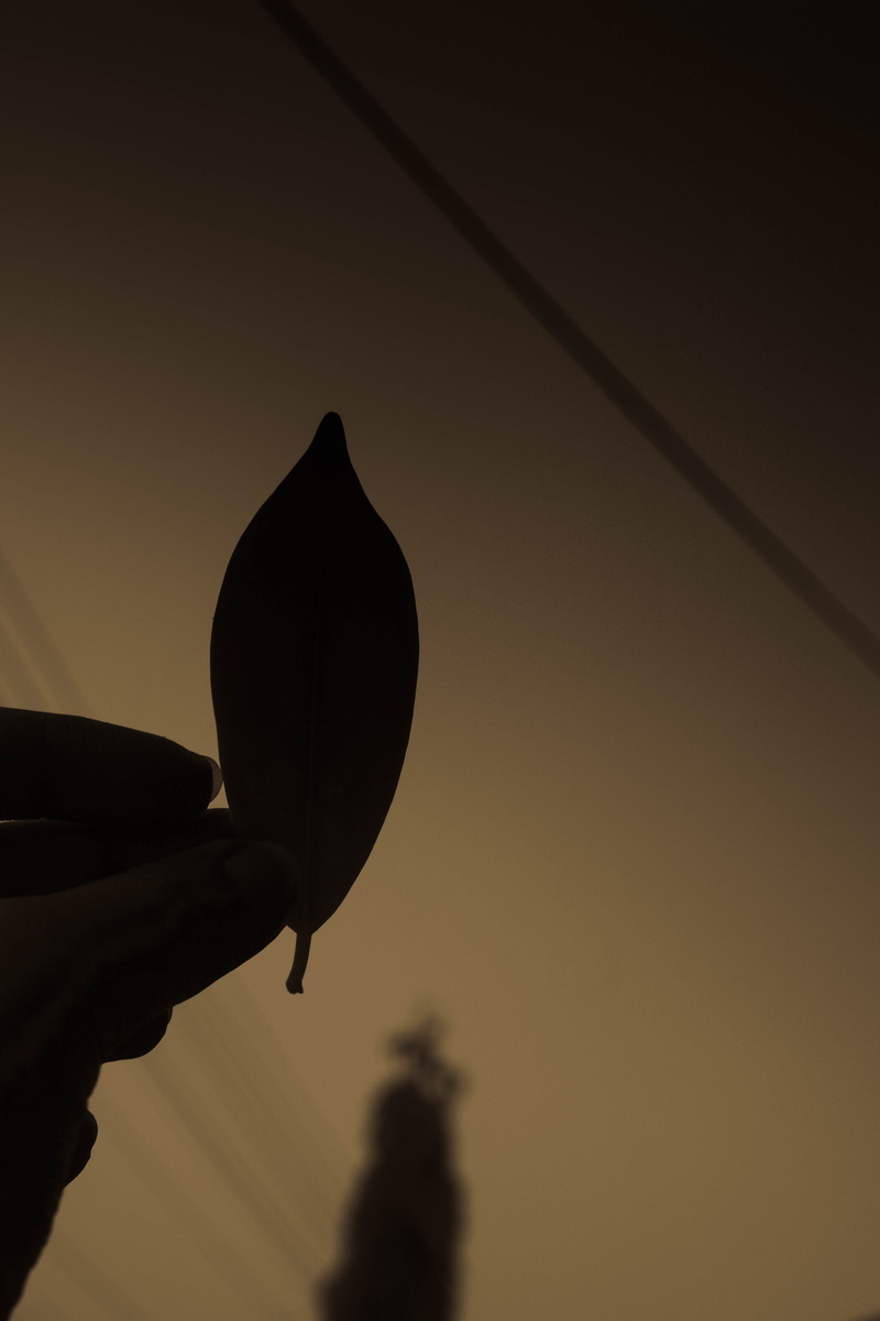 5K, karachi, pakistan, close-up, holding, silhouette, leaves, human hand, lifestyles, low angle view, one person, finger, sky, focus on foreground, unrecognizable person