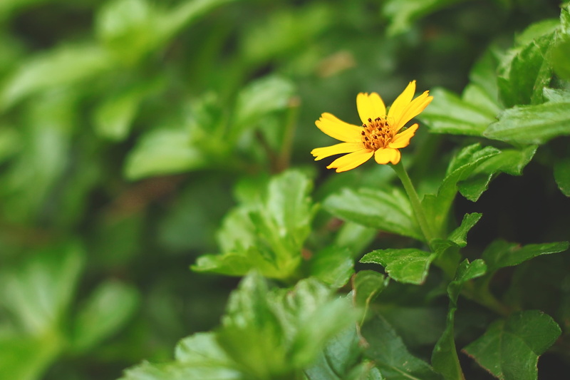 beautiful, growth, outdoors, green, pollen, karachi, beauty in nature, flowering plant, flower, fragility, 4K, freshness, selective focus, pakistan, day