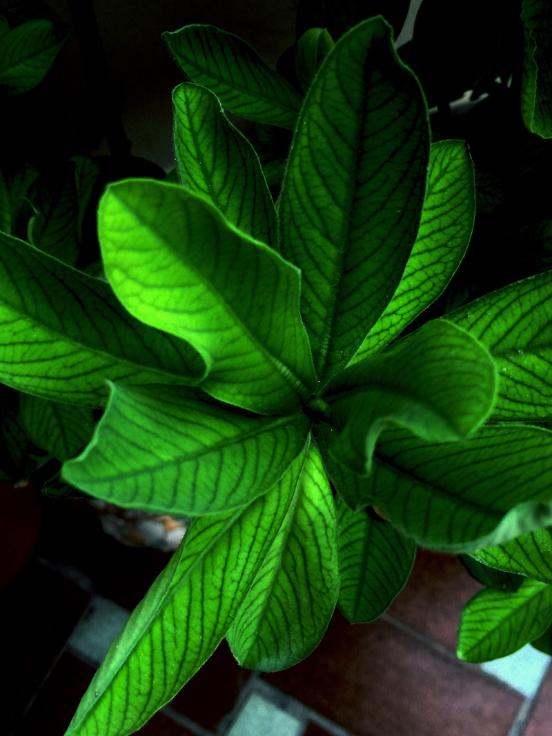 close-up, trees, no people, tagsforlikes, naureshots.sooth, nature, highresolution, outdoors, food and drink, greenery, growth, plant, natural pattern